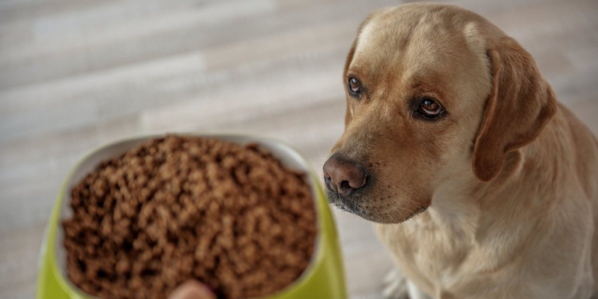 Najbolja hrana za psa: Ključne razlike između suve i vlažne - ovo morate znati