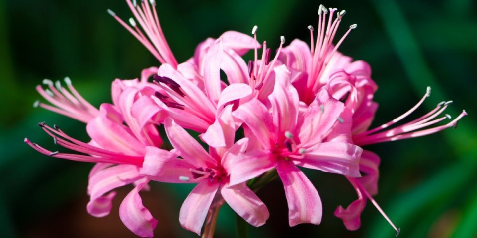 Cveta bez lišća, traje dugo i izgleda čarobno: Biljka koji prkosi jeseni (FOTO)