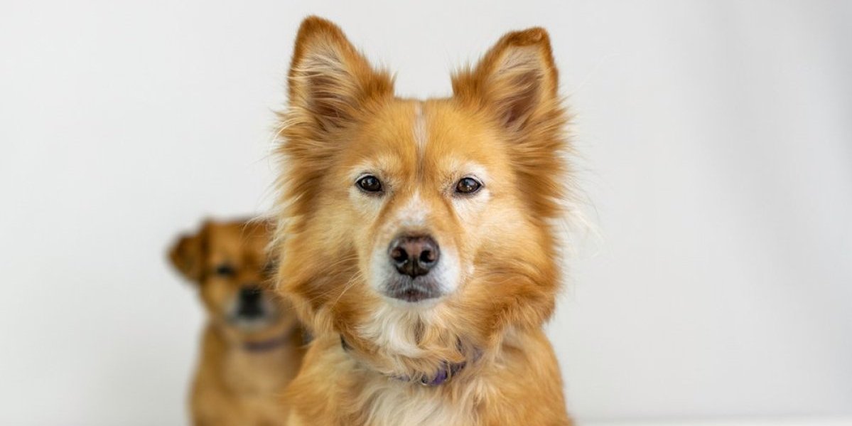 Psi našeg detinjstva: Rase koje su vladale 80-ih i 90-ih, a danas su gotovo nestale