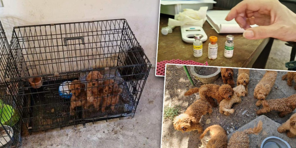 Nelegalno držao pudle vredne više od 3,5 miliona i prodavao ih po Evropi: Uhapšen muškarac iz Banatskog Karađorđeva (FOTO)