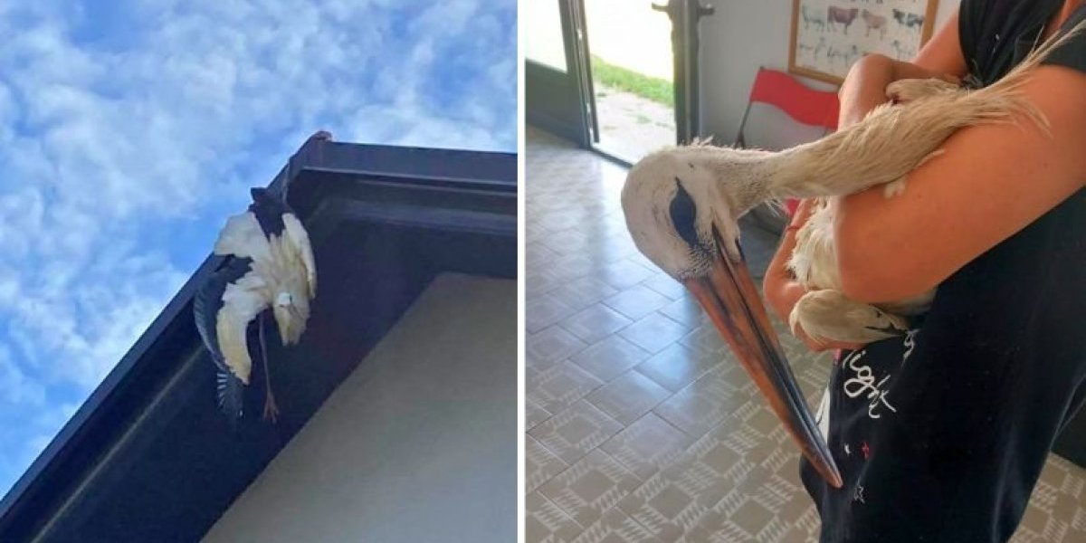 Zaglavila se na krovu kuće i ni makac: Da nije bilo Muje, ko zna šta bi bilo