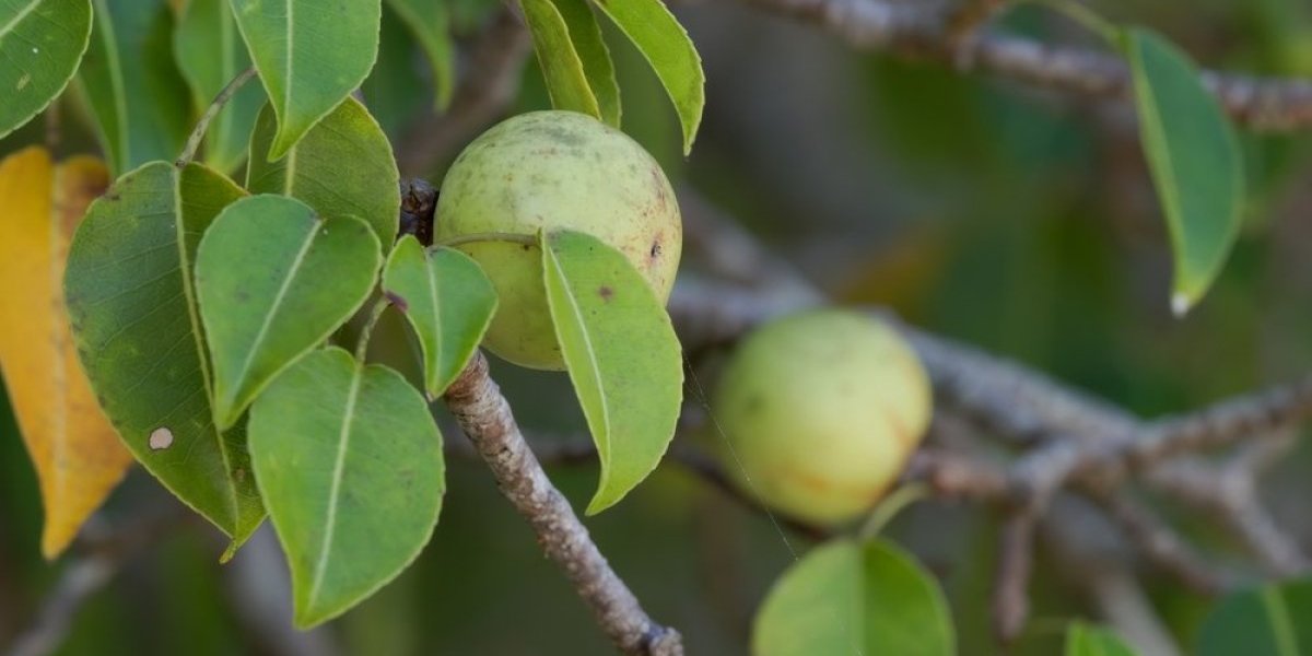 Drvo koje seje užas iz svakog svog dela: Ne prilazite mu kada pada kiša - izaziva opekotine, slepilo i smrt