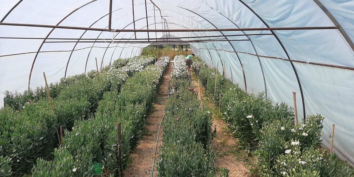 U selima oko Topole cveta novi biznis: Došla je iz Meksika i "ide" k'o luda