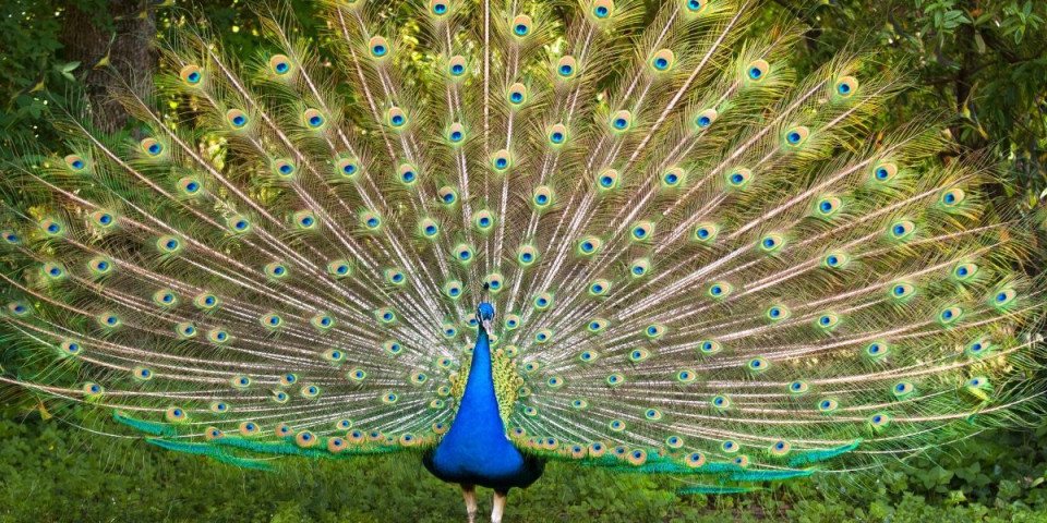 Šokantno otkriće: Nećete verovati šta paunovi imaju u repovima