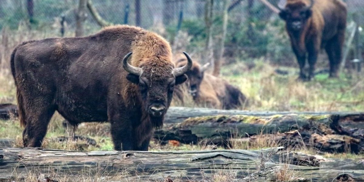 Evropa kupuje bizone od SAD u zamenu za manje carine!