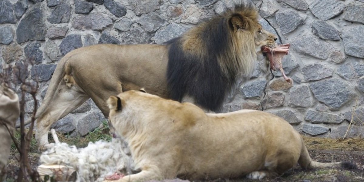 Bizaran poziv zoološkog vrta građanima: Donesite vaše kućne ljubimce...