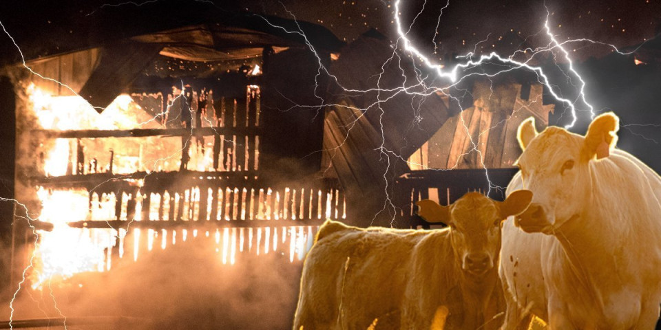 Grom udario u štalu: U požaru izgoreli krava i tele