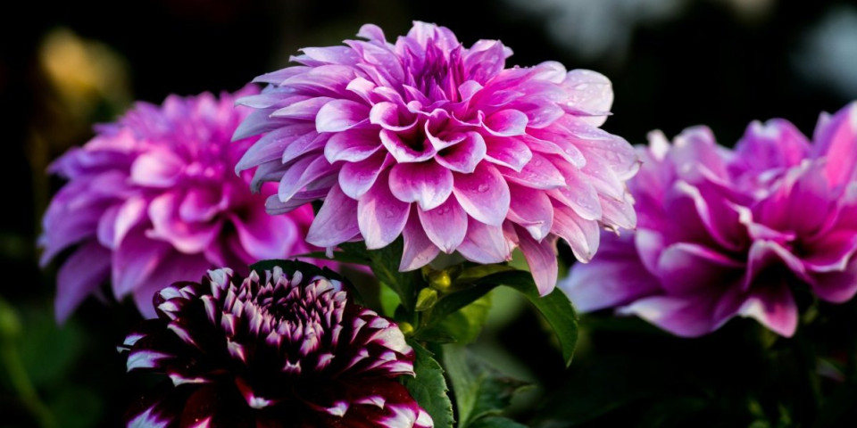 Zaboravljena kraljica bašte koja cveta do mrazeva: Krasila je mnoge bidermajere, a sada je svi opet sade