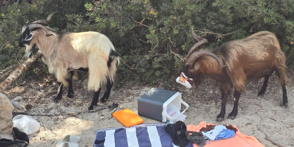 Koze šetaju slobodno po plaži