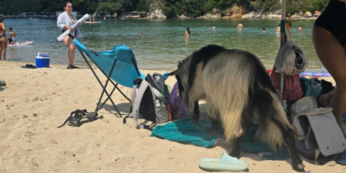 Koza jede hranu turistima