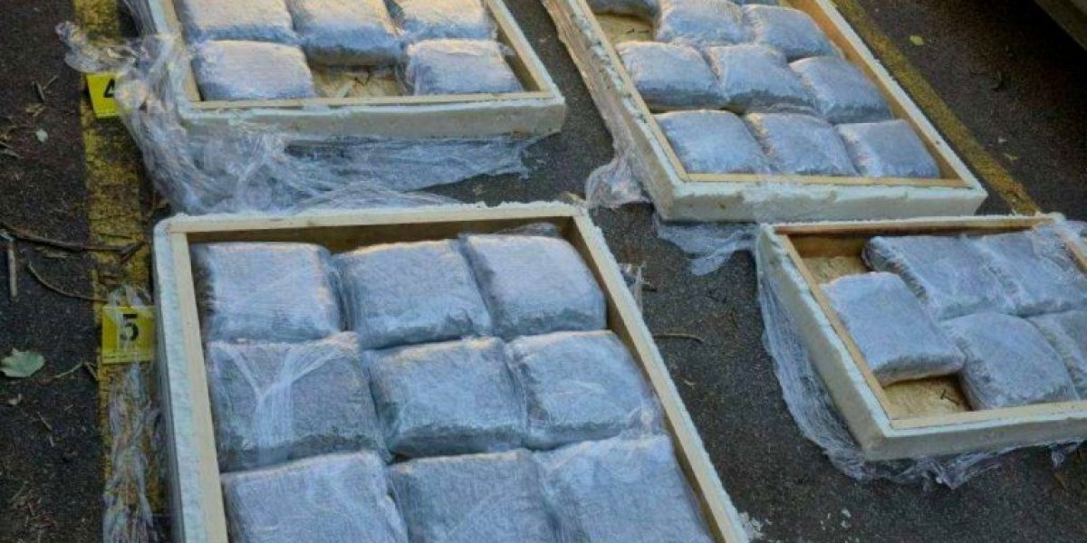 Zaplenjena marihuana