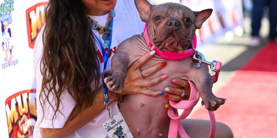 Izabran najružniji pas na svetu: Ovako nešto niste videli - Petunia svojim izgledom privlači masu kao magnet (FOTO)