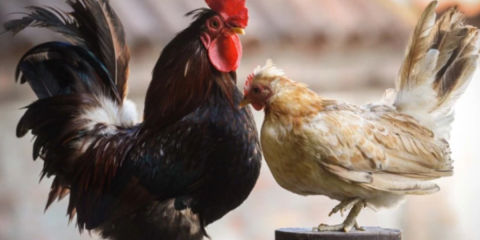 Da li je ovo realno: Kokana i Milana zaista postoje? (VIDEO)