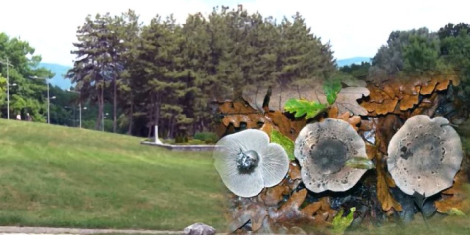 U Srbiji otkrivena nova vrsta gljive: Raste na vrlo neobičnom mestu