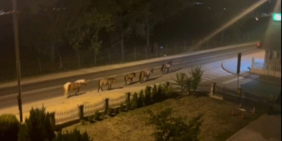 Razuzdani usred noći: To se zove provod! (VIDEO)