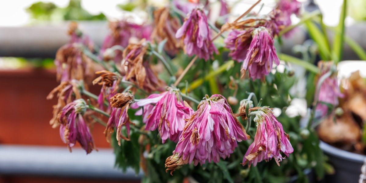 5 znakova da hitno sklonite cveće sa sunca: Ako ne obratite pažnju biljke će uvenuti