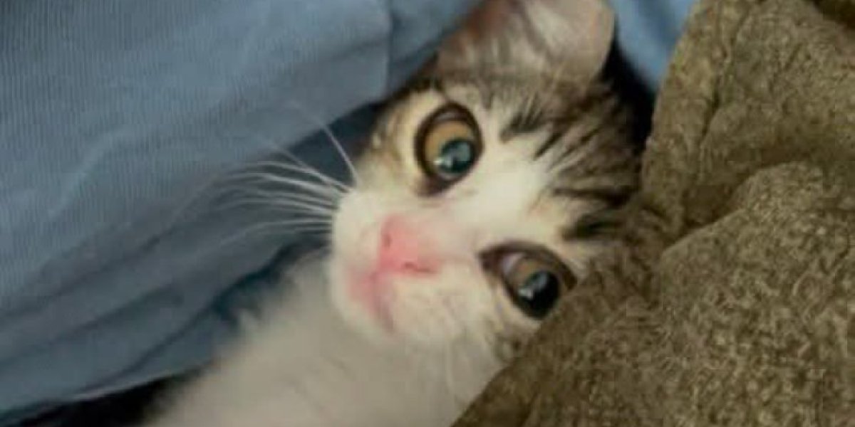 Ova maca obožava povrće kojeg se Srbi stide: Da ne poverujete