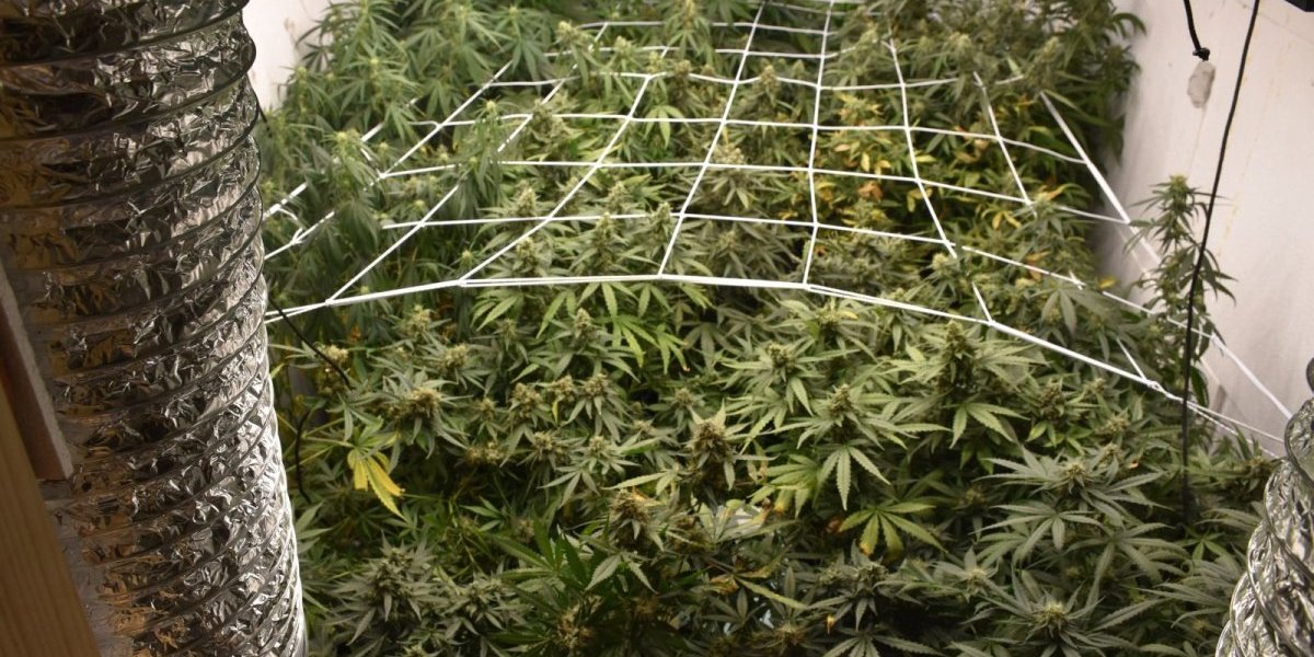 Otkrivena laboratorija u Novom Sadu: Uzgajao marihuanu