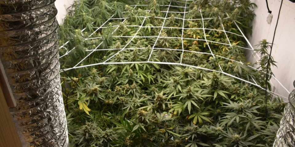 Otkrivena laboratorija u Novom Sadu: Uzgajao marihuanu