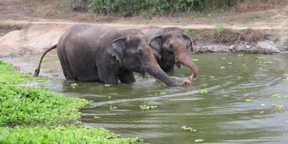 Snimak koji je obišao planetu: Devojka je naišla na slona, a onda je usledio šok (VIDEO)