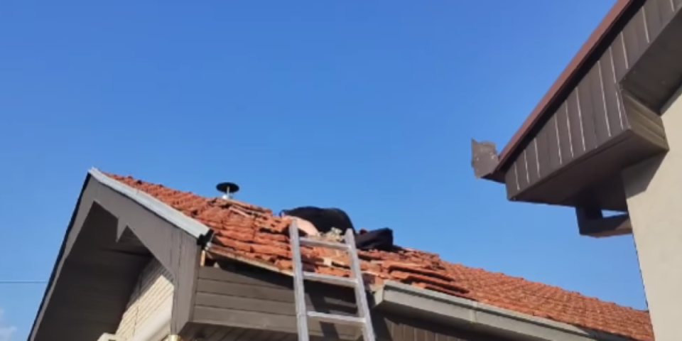 Ono što je zatekao ne može se opisati rečima: Prvo se osetio jeziv smrad, a onda se pojavilo i čitavo leglo (VIDEO)