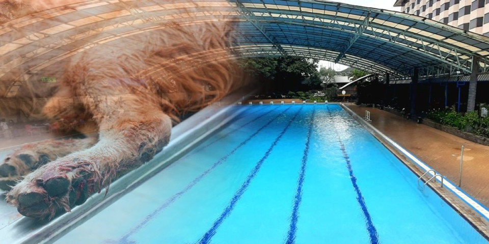 Zaklao štene i bacio ga u bazen pun kupača: Jeza u Srvljigu