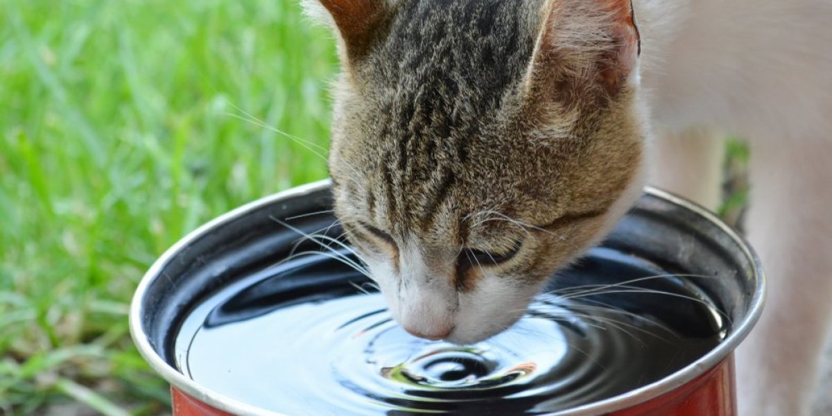 Sprečite dehidrataciju kod mačke: Uz malo brige spasite ljubimicu tokom vrelih dana