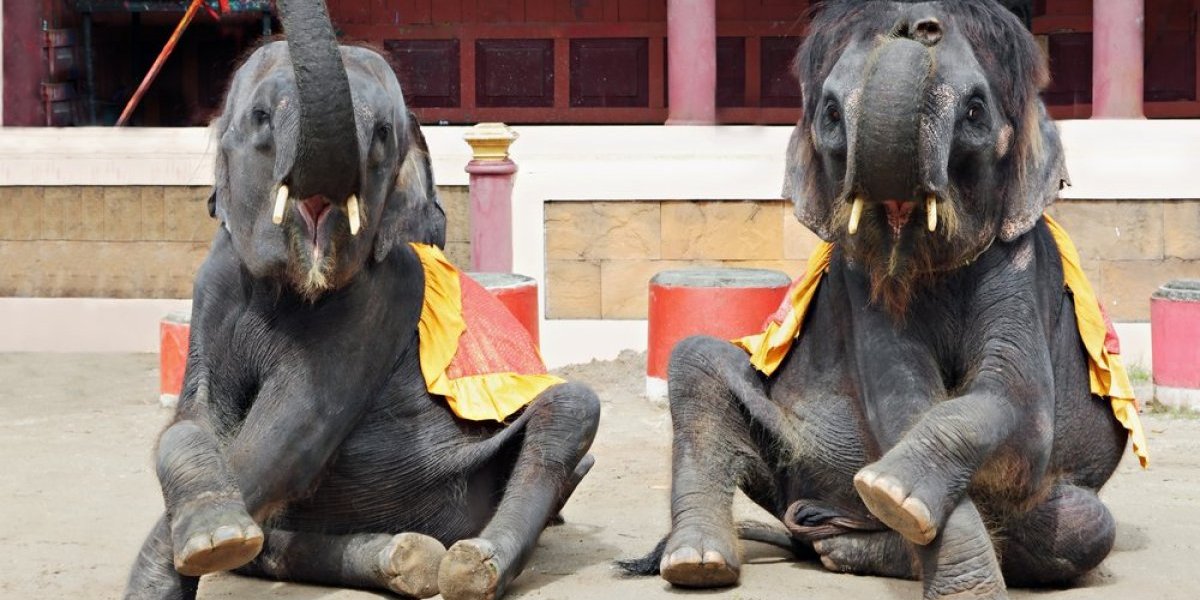 Naučnici otkrili tajnu: Nećete verovati šta je razlog pijanstva kod slonova
