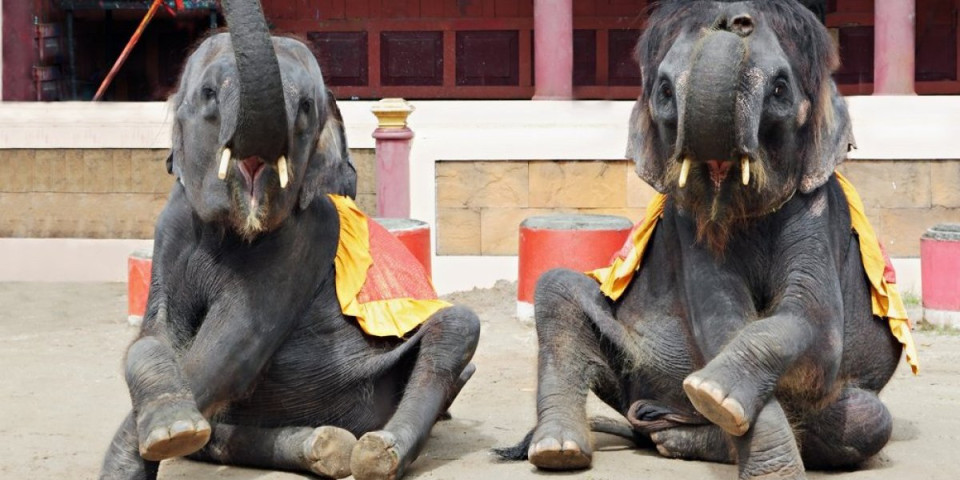 Naučnici otkrili tajnu: Nećete verovati šta je razlog pijanstva kod slonova