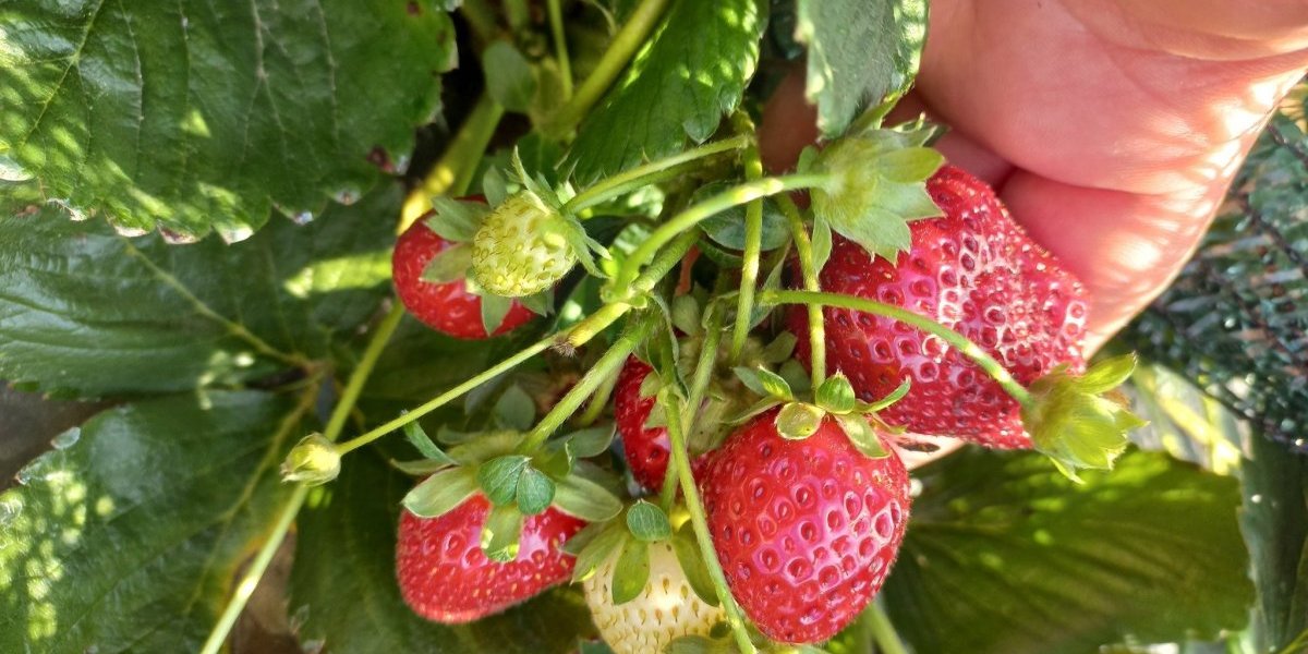 Novi trik zapalio Srbiju: Evo kako da vam jagode rađaju čitave godine (FOTO)