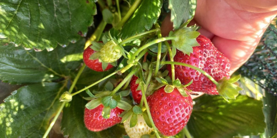 Novi trik zapalio Srbiju: Evo kako da vam jagode rađaju čitave godine (FOTO)