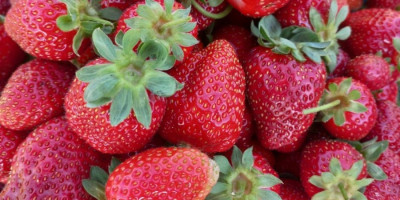 Da li bi platili ovoliko? Ovo je cena domaćih jagoda (FOTO)