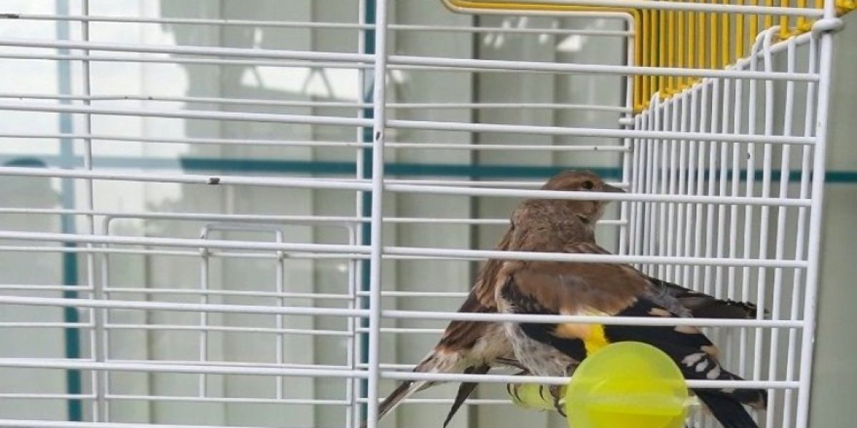 Zaštićena vrsta papagaja 