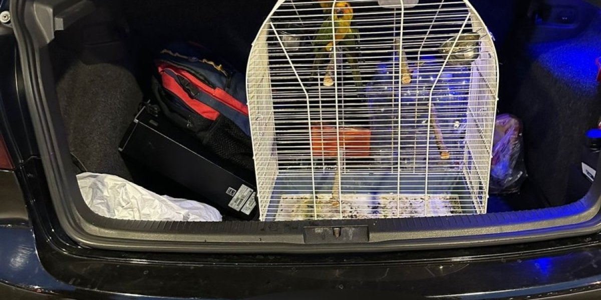 Ptice nađene u kavezu u gepeku 