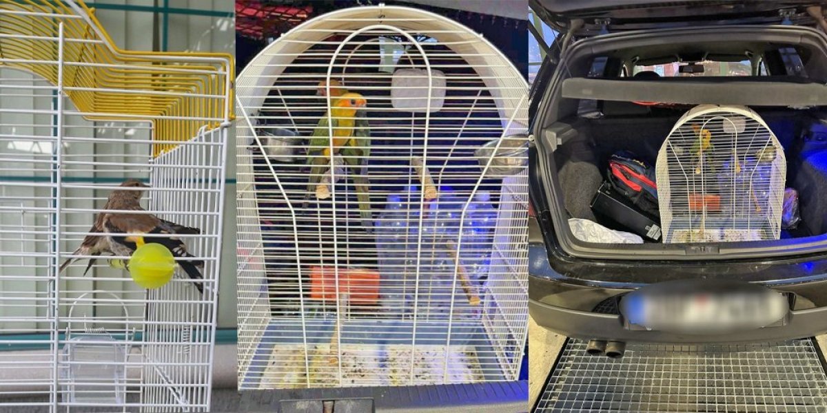 U gepeku pronađena zaštićena vrsta ptice: Evo gde su završile