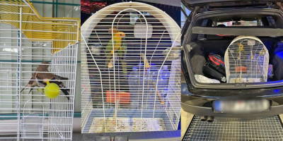 Na graničnom prelazu Horgoš sprečeno krijumčarenje papagaja.