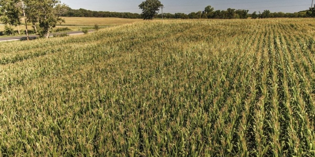 Šokantan prizor u kukuruznom polju u Poljskoj! Otkud ovo ovde?!