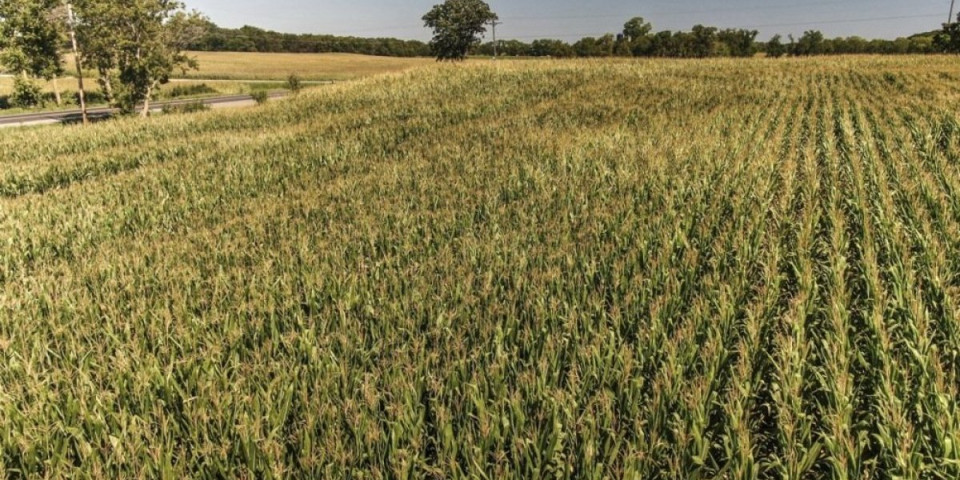 Šokantan prizor u kukuruznom polju u Poljskoj! Otkud ovo ovde?!