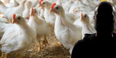 Udruženje za zaštitu životinja "Prijatelji životinja", registrovano pri Ministarstvu pravde BiH, saopštilo je da je podnelo prijavu veterinarskom inspektoratu, kao i krivičnu prijavu nadležnom tužilaštvu, zbog sumnje da je jedna osoba počinila krivično delo mučenja i zlostavljanja životinja u Velikoj Kladuši.