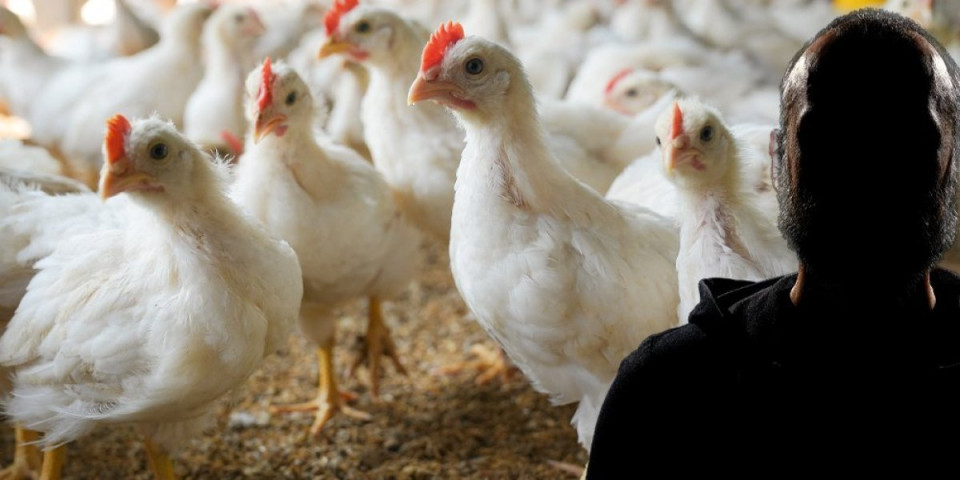 Bolesno! Monstrum snimljen dok siluje kokošku