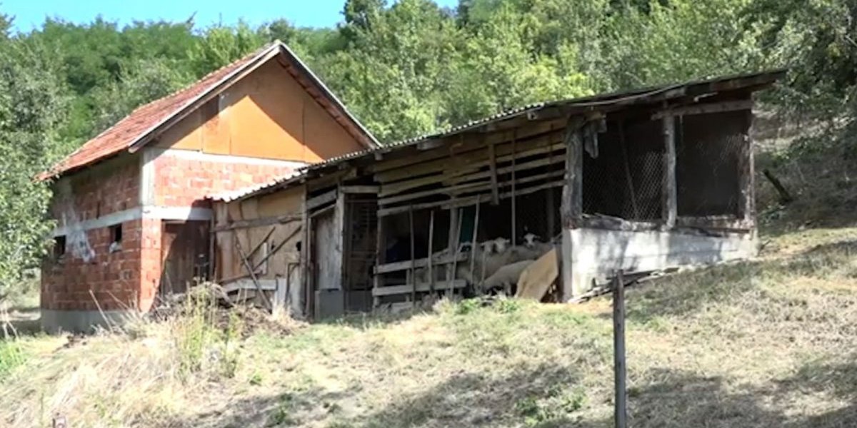 Horor u Prijepolju: Zaklano stado ovaca -  Prizori jezivi (FOTO)