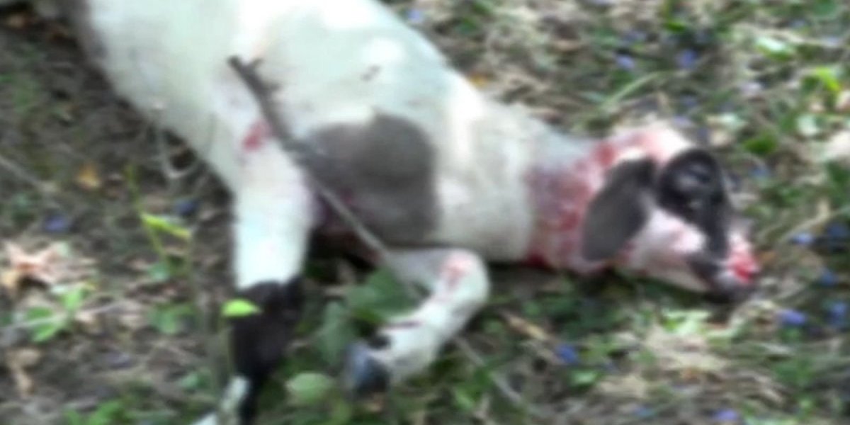 Jeziva slika povređene ovce