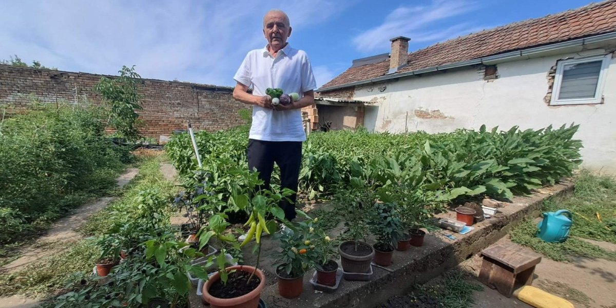 Zoranova zemlja čuda! Godinama gaji neobično povrće, ono uspeva samo u njegovoj bašti (VIDEO/FOTO)