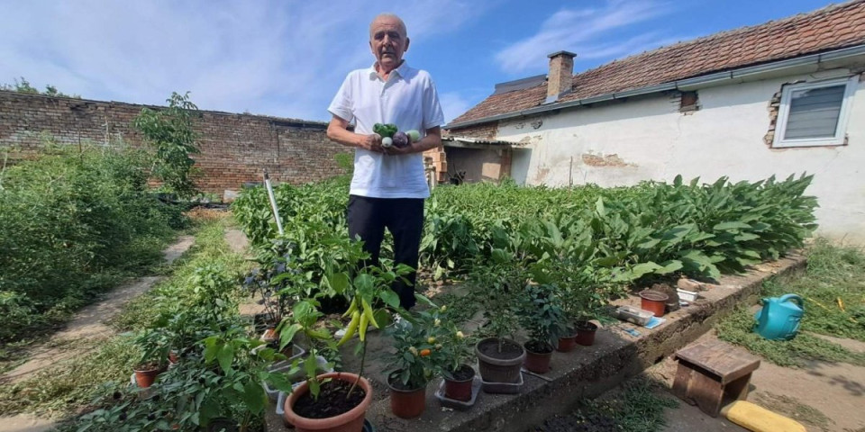 Zoranova zemlja čuda! Godinama gaji neobično povrće, ono uspeva samo u njegovoj bašti (VIDEO/FOTO)