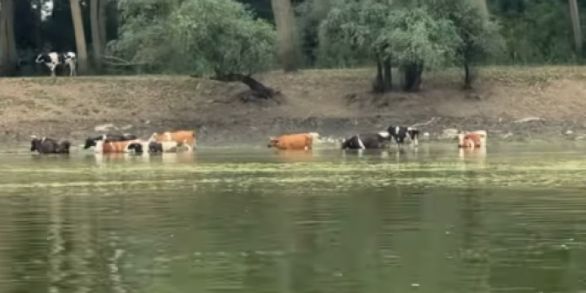 Veljko Ražnatović odmara