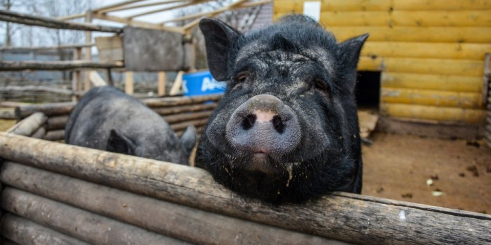 Snimak srušio internet: Svinja se ne odvaja se od pilates lopte - smeh do suza (VIDEO)