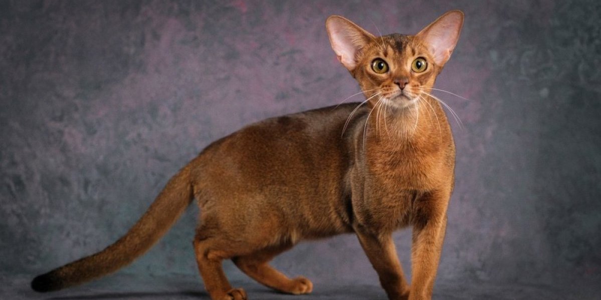 Najinteligentnija rasa mačke: Zovu je "Ajnštajnom među ljubimcima" (FOTO)