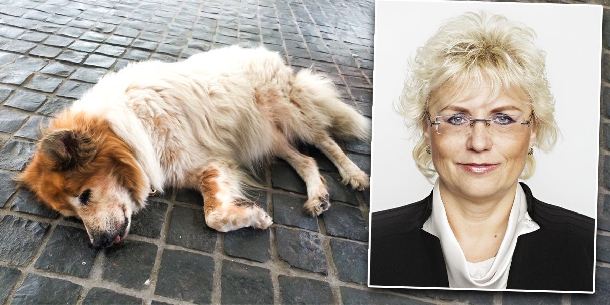 Skandal: Političarka angažovala čoveka da ubije psa sadašnje partnerke njenog bivšeg supruga!