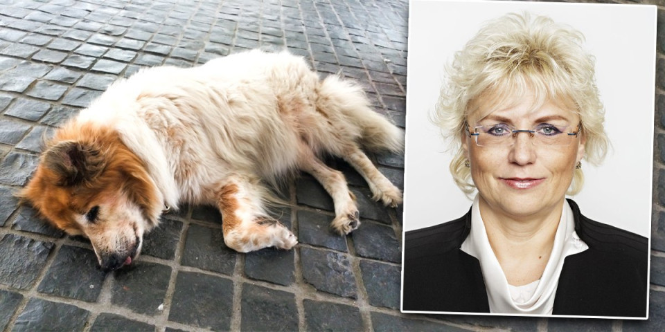 Skandal: Političarka angažovala čoveka da ubije psa sadašnje partnerke njenog bivšeg supruga!