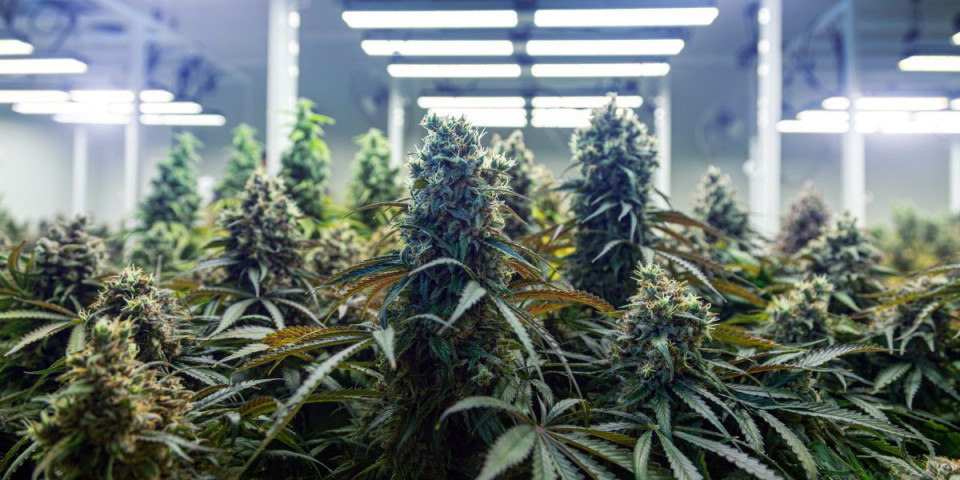 Paklena šema: Napravila fabriku droge, radnike plaćala marihuanom